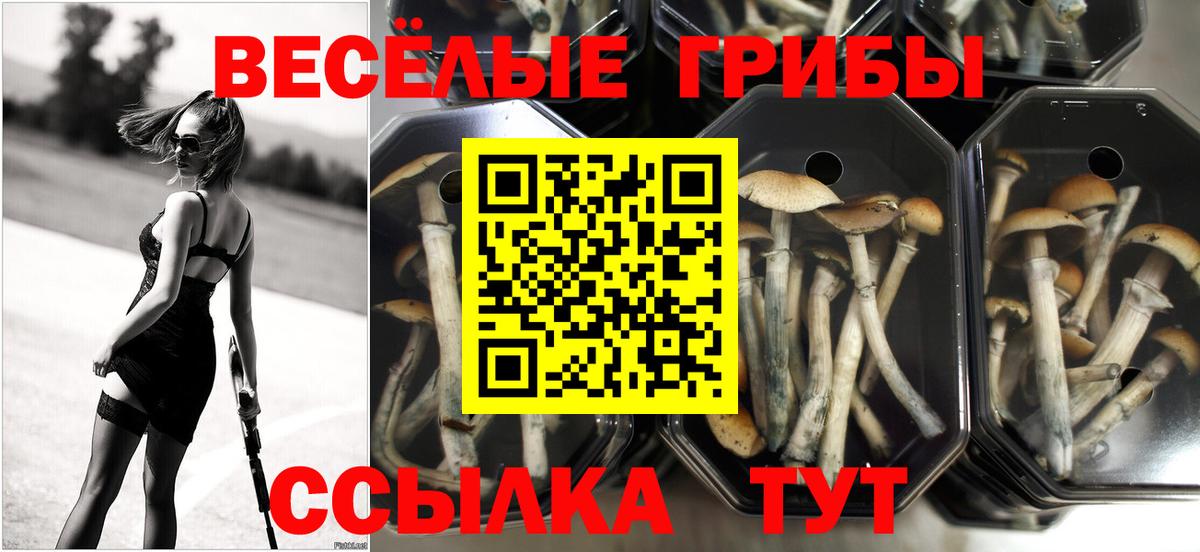 Галлюциногенные грибы MAGIC MUSHROOMS Буйнакск